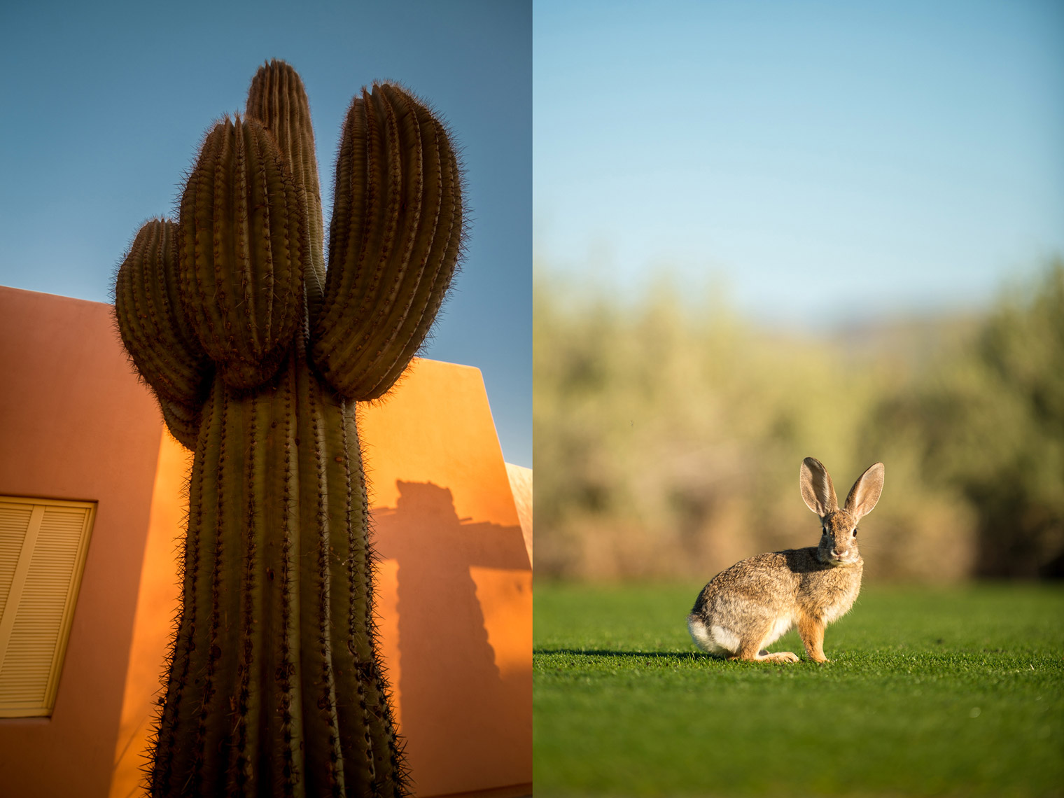 cactus-bunny