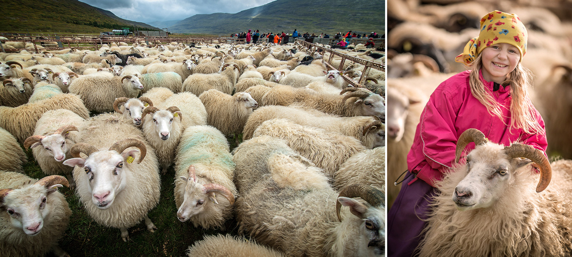 sheep